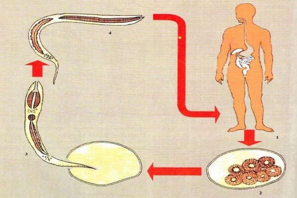 Lebenszyklus der Parasitenentwicklung