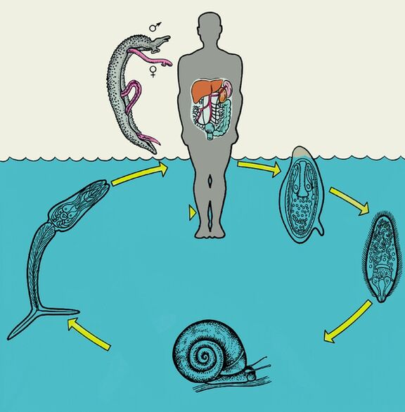 Schistosomen-Lebenszyklusdiagramm