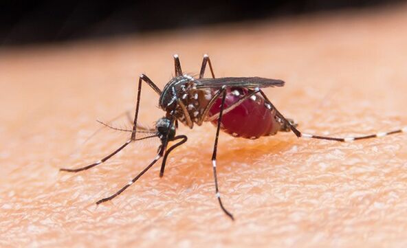Die Mücke ist ein Träger von Protozoenparasiten und Malaria